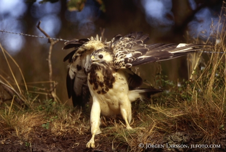 Common buzzard