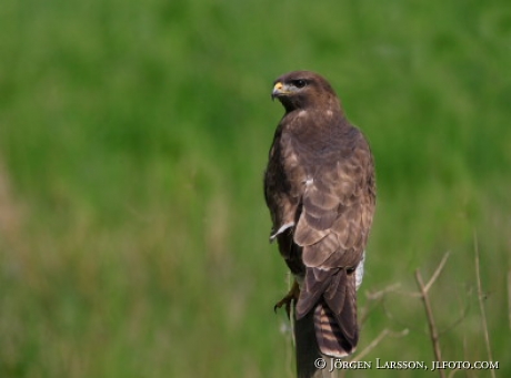 Buteo buteo