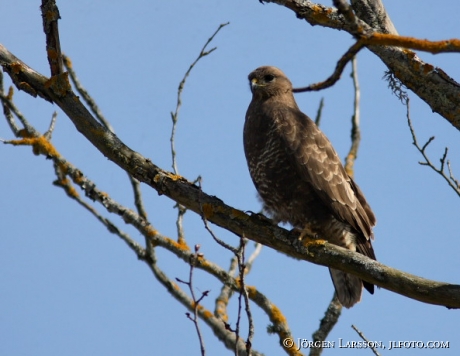 Buteo buteo