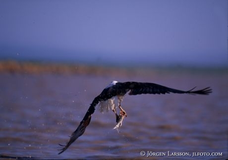 Fisheagle Kenya
