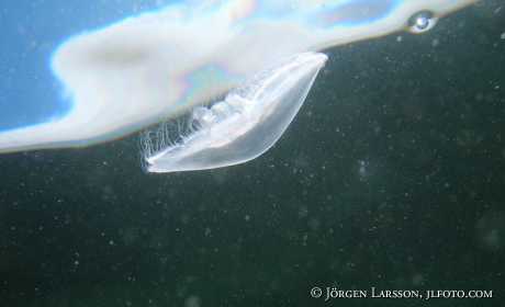 Jellyfish