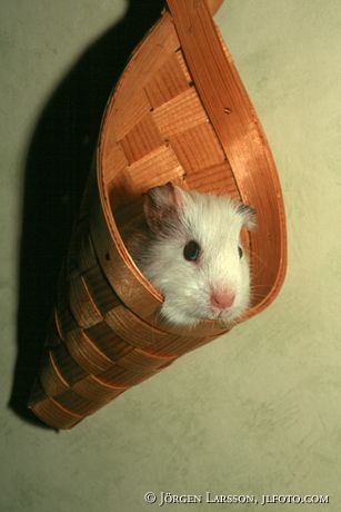 Hamster