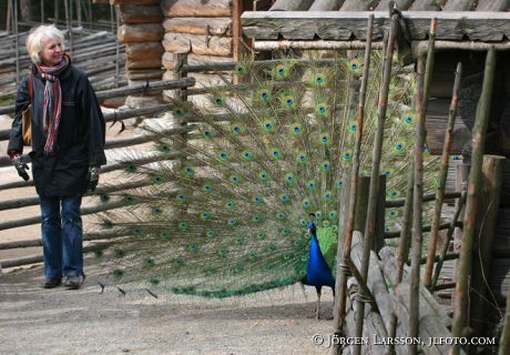 Peacock