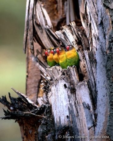 Fishermans lovebird