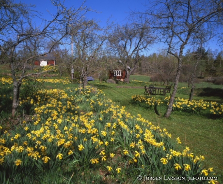 Påskliljor Mörkö Södermanland