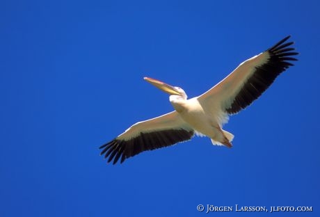 Pelican Lake Nakuro Kenya