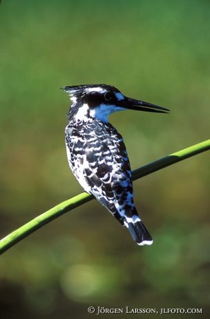 Pied Kingfisher Lake Navasha Kenya