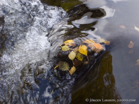 water leaves