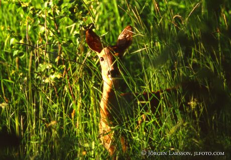 Roe deer