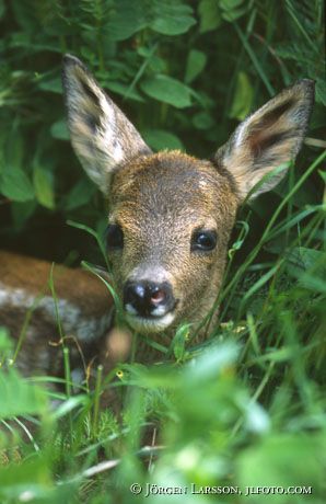 Roe deer