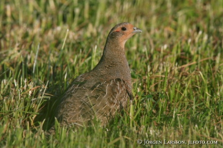 Perdix perdix