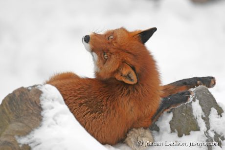 Red Fox