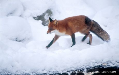 Red Fox Uppland Sweden