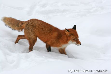 Red Fox