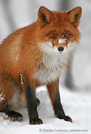 Red Fox