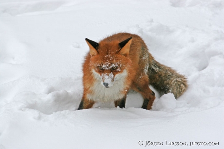 Fox in snow