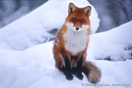 Red Fox