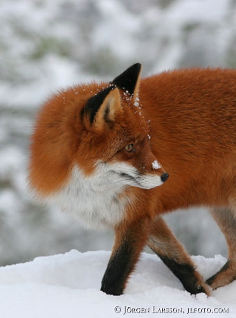 Fox in snow winter