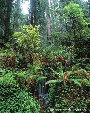 Redwood National Park California