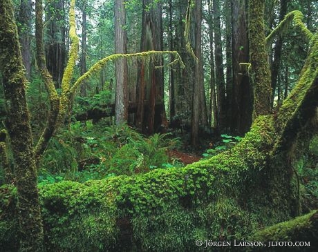 Redwood National Park Californien