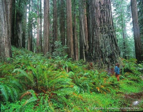 Redwood National Park Californien USA