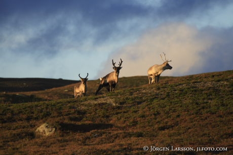 Reindeer  Stekenjakk Lapponia