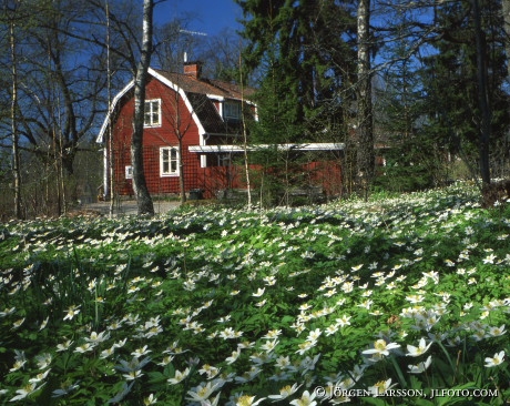 Vitsippor Hälleforsnäs