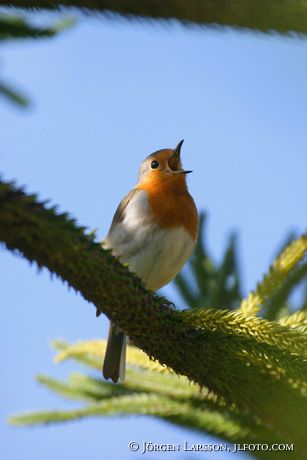 Erithacus rubecula