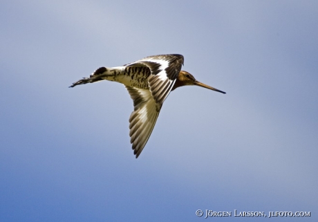 Limosa limosa Islandica