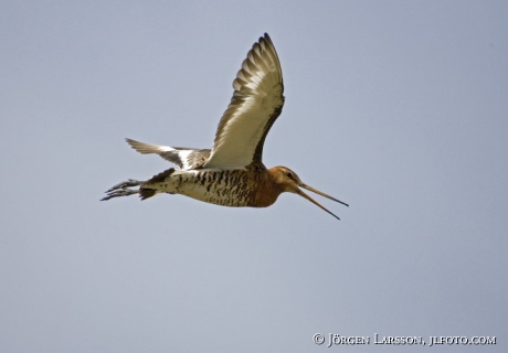 Limosa limosa Islandica 