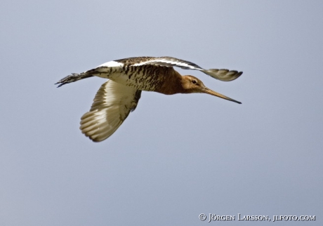 Limosa limosa