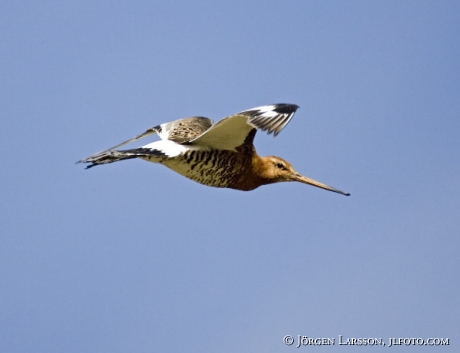 Limosa limosa