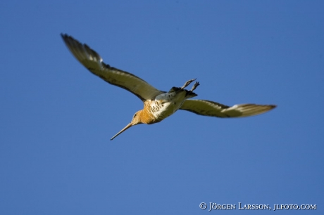 Limosa limosa Islandica 