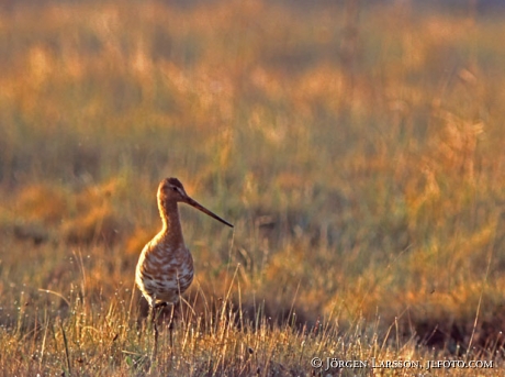 Limosa limosa