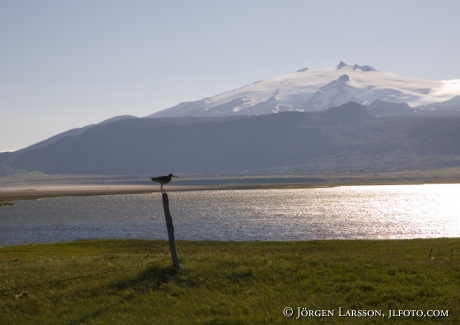 Limosa limosa Islandica Snaefellsjökull Iceland