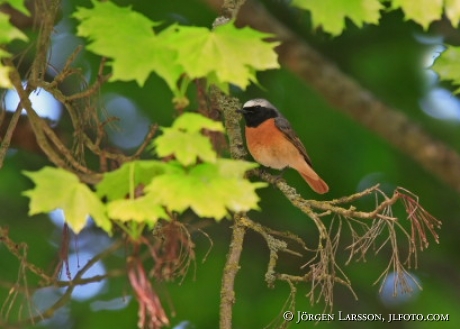 Phoenicurus phoenicurus