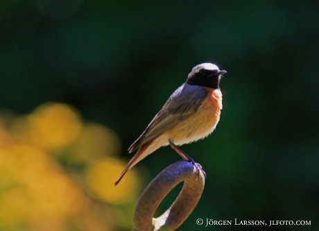 Phoenicurus phoenicurus