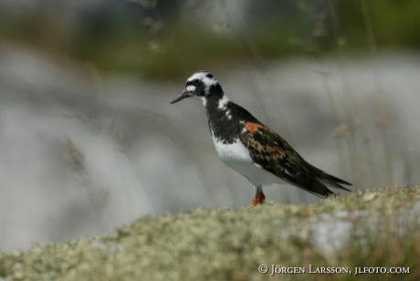 Arenaria interpres