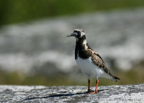 Arenaria interpres