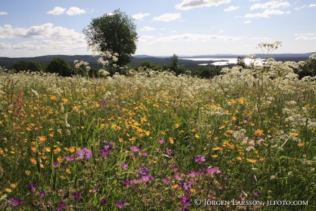 Midsommarblomster Bjursås Dalarna