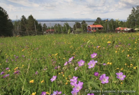 Sommaräng på Frösön Jämtland