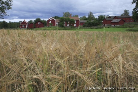 Korn vid Stensjö by Småland