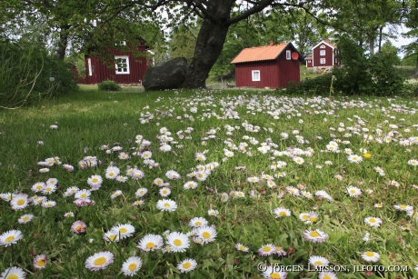 Korn vid Stensjö by Småland