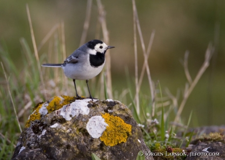 Motacilla alba alba