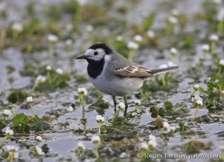 Motacilla alba alba