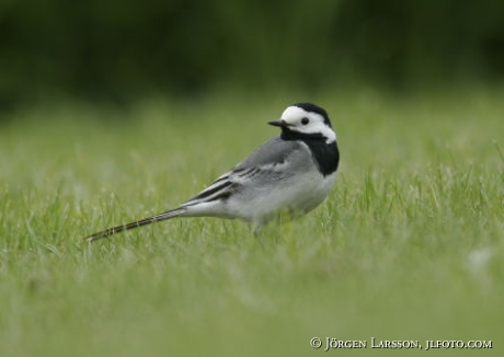 Wagtail