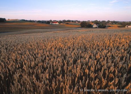 Sädesfält Skåne