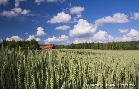 Vetefält Näslandet Grödinge Södermanland