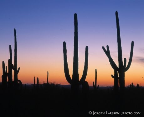 Saguaro National Park Arizona USA