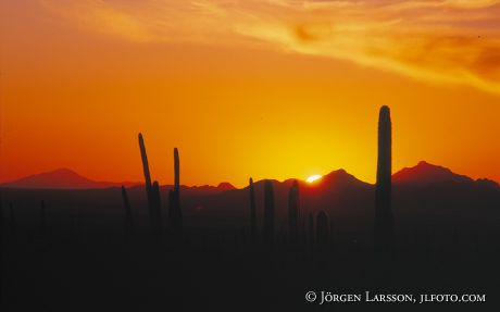 Saguaro National Park Arizona USA